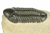 Prone Reedops Trilobite - Atchana, Morocco #255594-1